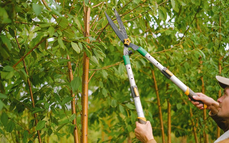 Tree trimming in Margaretville, NY